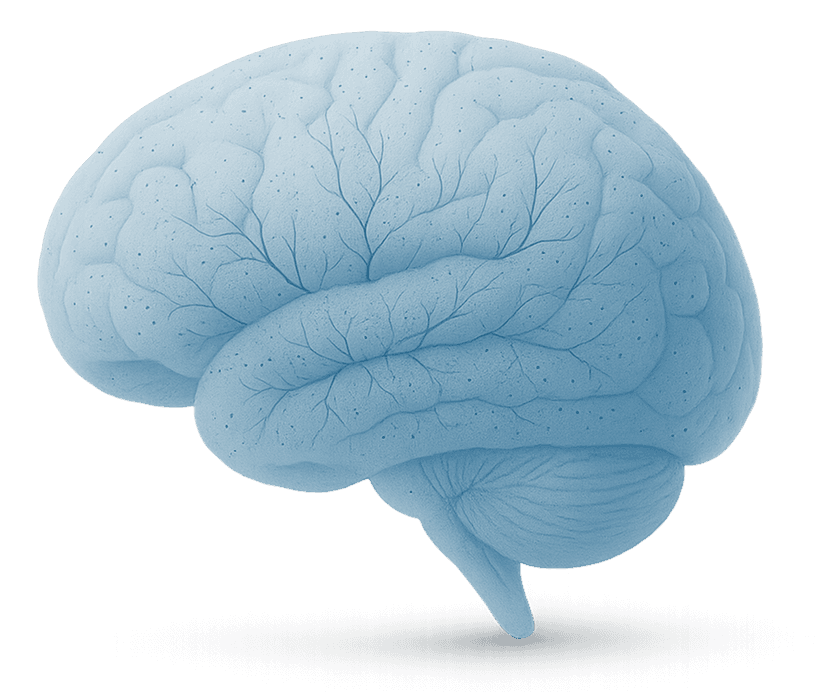 brain